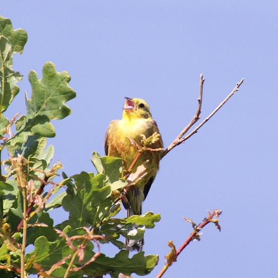 Syngende Gulspurv: Fotokreditering: Henrik Wejdling.