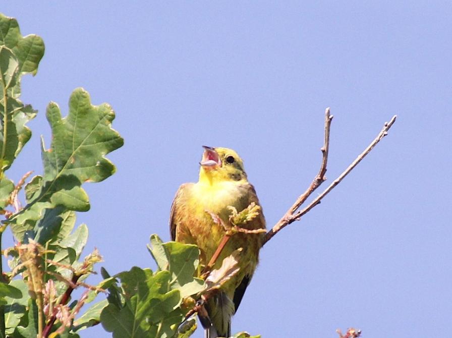 Syngende Gulspurv: Fotokreditering: Henrik Wejdling.
